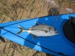 Trevally No.1 at Lake Kawana 30.03.08 - 38cm.JPG