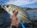 Trevally No.2 at Lake Kawana 30.03.08 - 39cm (1).JPG