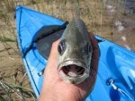 Trevally No.1 at Lake Kawana 30.03.08 - 38cm (2).JPG